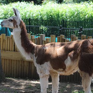 Llama