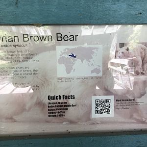 Syrian Bear Signage