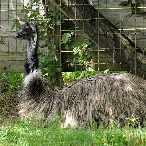 Emu