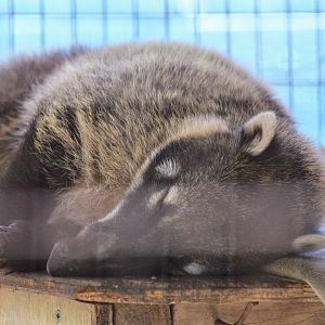 South American Coati