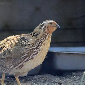 Not a Bobwhite (Japanese Quail)