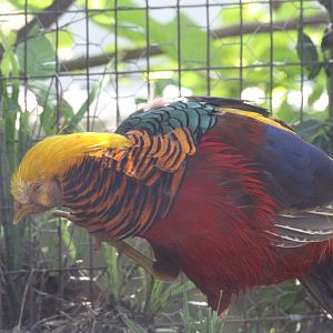 Golden Pheasant