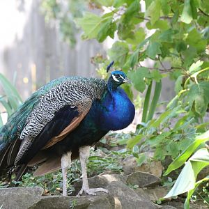 Indian Peafowl