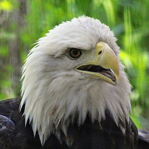 Bald Eagle