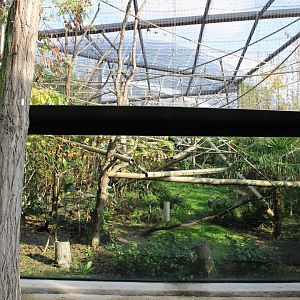 Enclosure Ruffed lemur