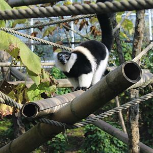 Belted ruffed lemur