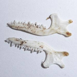 Skull anatomy of European Mole (Talpa europaea) - mandible shot 1