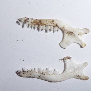 Skull anatomy of European Mole (Talpa europaea) - mandible shot 2