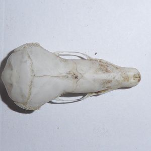 Skull anatomy of European Mole (Talpa europaea) - view of cranium from above