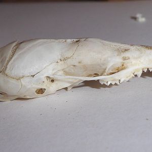 Skull anatomy of European Mole (Talpa europaea) - view of cranium from right-hand side