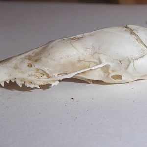 Skull anatomy of European Mole (Talpa europaea) - view of cranium from left-hand side