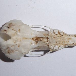 Skull anatomy of European Mole (Talpa europaea) - view of cranium from below
