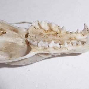 Skull anatomy of European Mole (Talpa europaea) - close-up view of cranial teeth