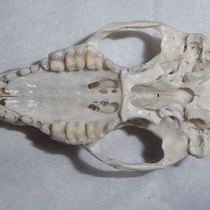 Skull anatomy of West European Hedgehog (Erinaceus europaeus) - cranial dentition