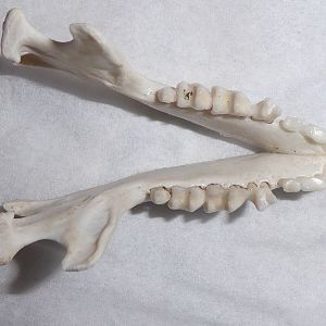 Skull anatomy of West European Hedgehog (Erinaceus europaeus) - mandibular dentition