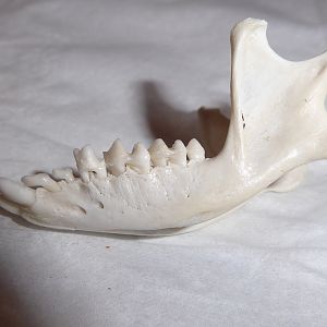 Skull anatomy of West European Hedgehog (Erinaceus europaeus) - mandible viewed from left
