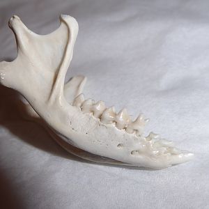 Skull anatomy of West European Hedgehog (Erinaceus europaeus) - mandible viewed from right
