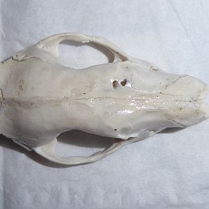 Skull anatomy of West European Hedgehog (Erinaceus europaeus) - cranium viewed from above