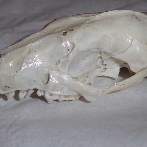 Skull anatomy of West European Hedgehog (Erinaceus europaeus) - cranium viewed from left