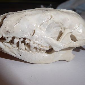 Skull anatomy of West European Hedgehog (Erinaceus europaeus) - complete skull viewed from left