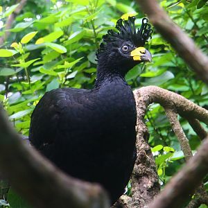 River Gems - Bare-faced Curassow