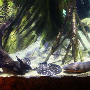 Amazon Flooded Forest - Electric Eel exhibit