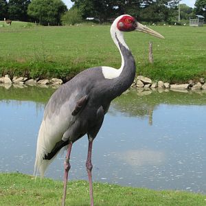 White-naped crane