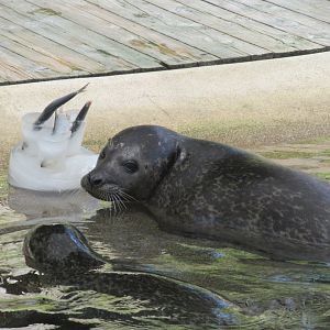 Seal enrichment