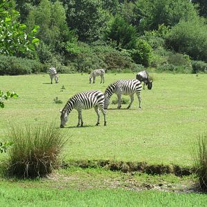 African Plains enclosure 1 of 2