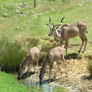 2nd African plains enclosure