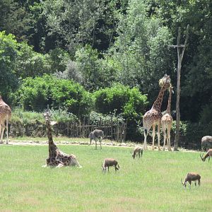 2nd African plains enclosure