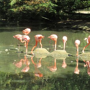Caribbean Flamingo