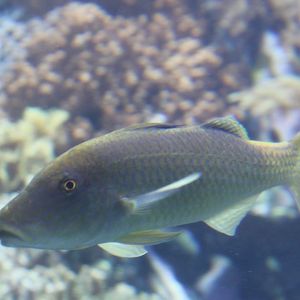 Parupeneus cyclostomus