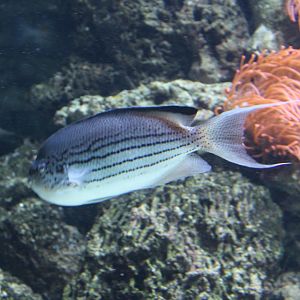 Zebra black-striped angelfish - Genicanthus lamarck - male