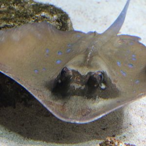 Blue-spotted stingraay - Neotrygon kuhlii