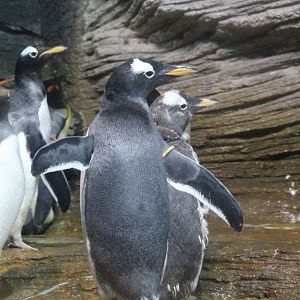 Subantarctic gentoo penguins