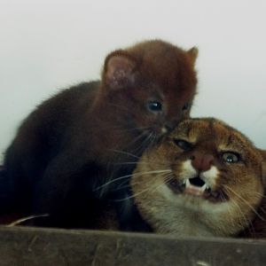 Jaguarundi Cub and parent - Axe Valley