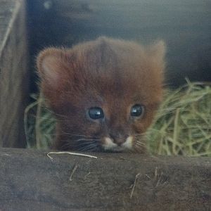 Jaguarundi Cub - Axe Valley