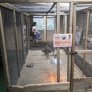 Young Ostrich Holding - Axe Valley