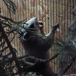 Finlayson's Squirrel - Axe Valley