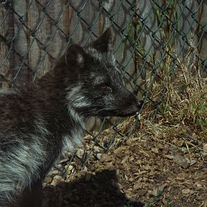 Arctic Fox - Axe Valley