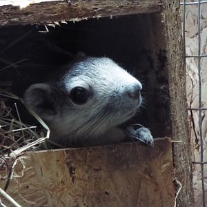 Finlayson's Squirrel - Axe Valley