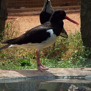 European Oystercatcher - Axe Valley