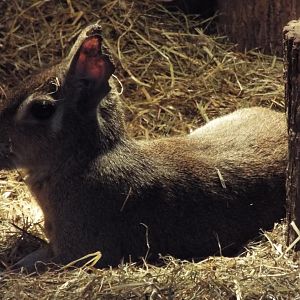 Chacoan Mara - Axe Valley