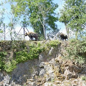 Two Takin at the top, July 2020