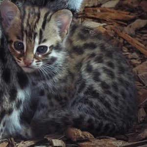 Indochinese Leopard Cat young - Ace Valley