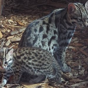 Indochinese Leopard Cat Mother and young - Axe Valley