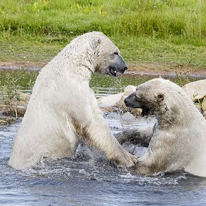 Nissan & Pixel at play