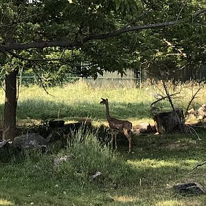 Gerenuk at Denver Zoo