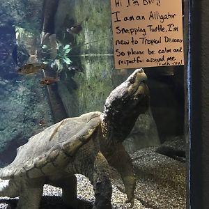 Alligator Snapping Turtle at Denver Zoo